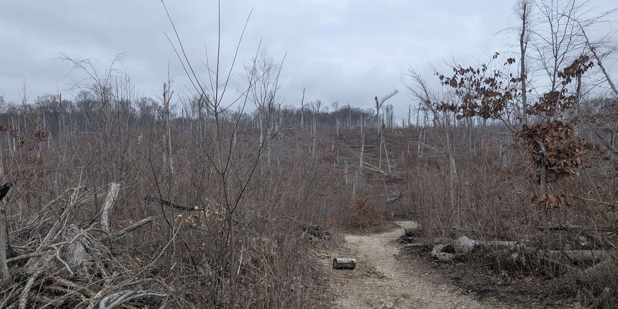 Second image to compare