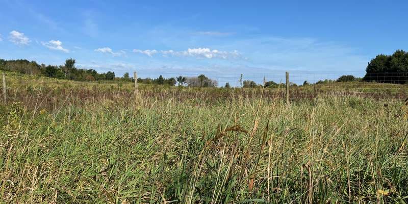 The featured photo for Elm Creek - Nature Center Prairie