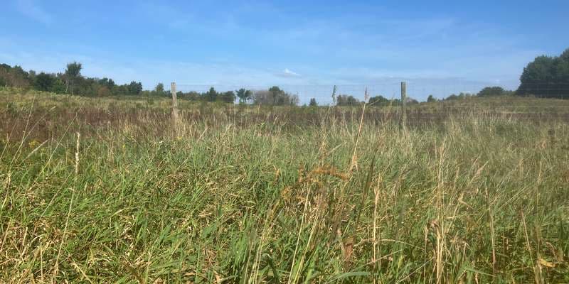 The featured photo for Elm Creek - Powers Lake Forest Restoration