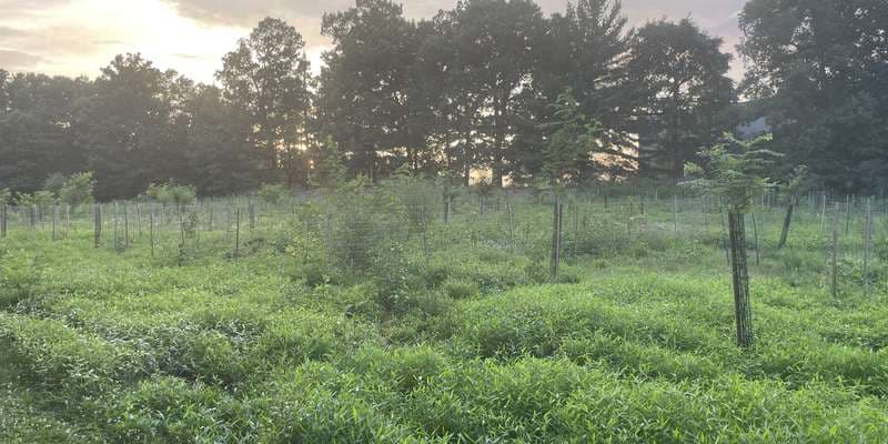 The featured photo for Tree planting