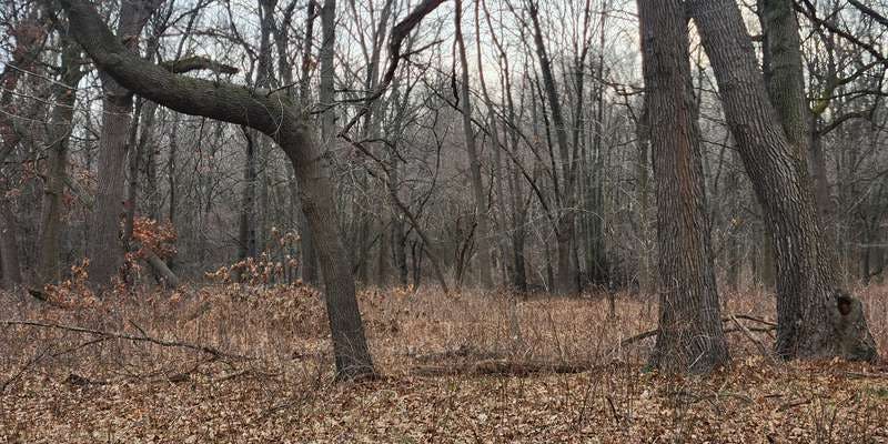 The featured photo for Savanna Loop Trail Ojibway Park