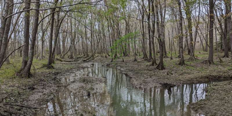The featured photo for Creek at Radcliffe Conservation Area