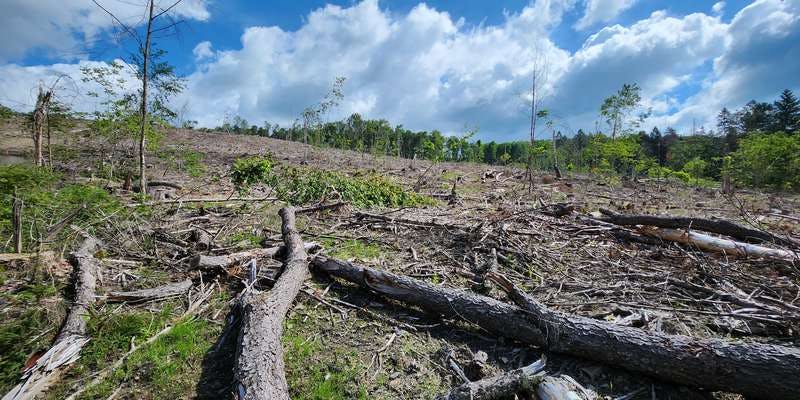 The featured photo for Basswood Pond State Forest Regeneration Project