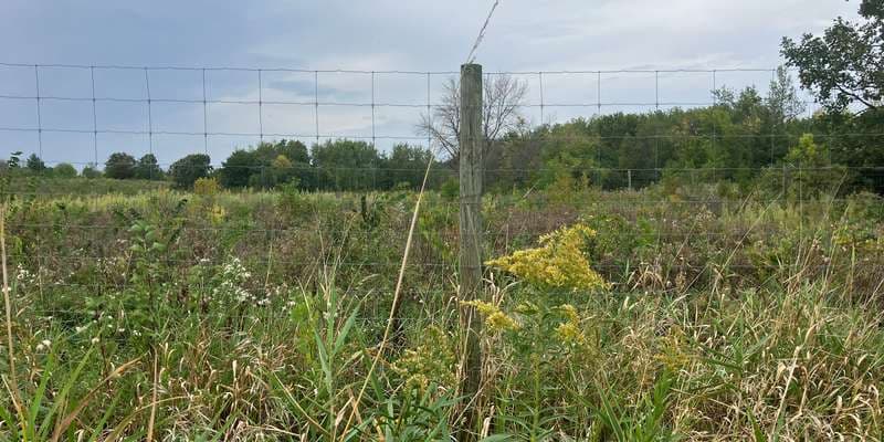 The featured photo for Hyland - Central Woodland Restoration