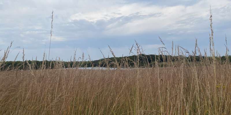 The featured photo for Carver - Shutz Lake Maple Forest