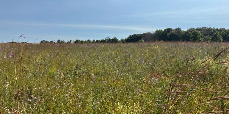 The featured photo for Crow-Hassan - Lupine Prairie (Unit 7)