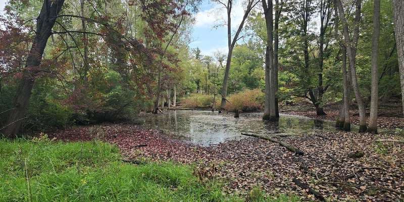 The featured photo for White Park - Vernal Pool