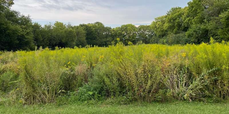 The featured photo for Brander Shelter at Underwood Park