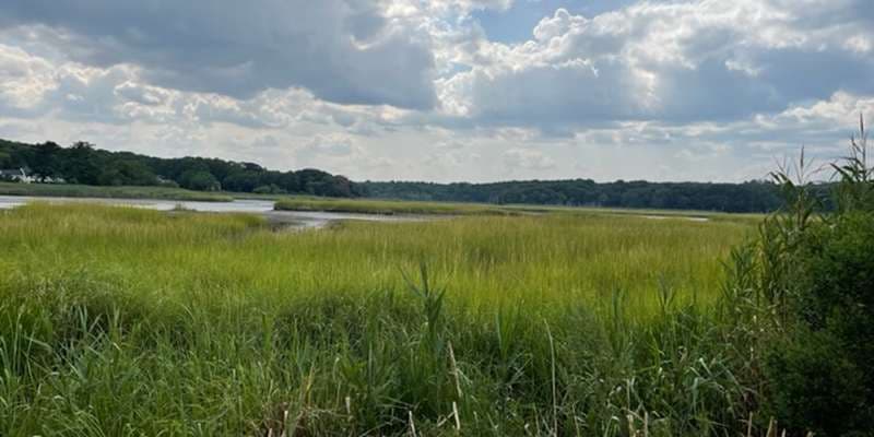 The featured photo for Sunken Meadow Salt Marsh Restoration