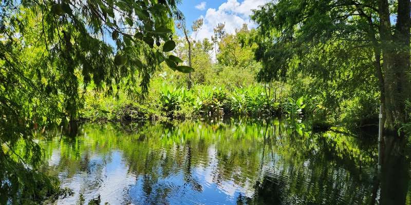 The featured photo for CREW Bird Rookery Swamp - Bridge