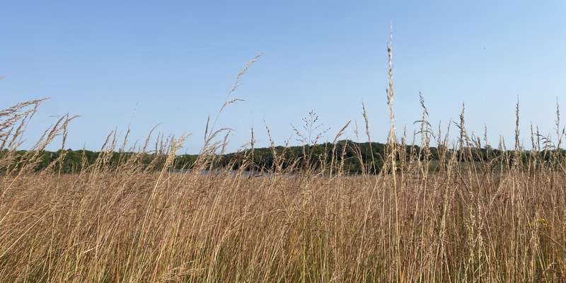 The featured photo for Carver - Lake Two Wetland