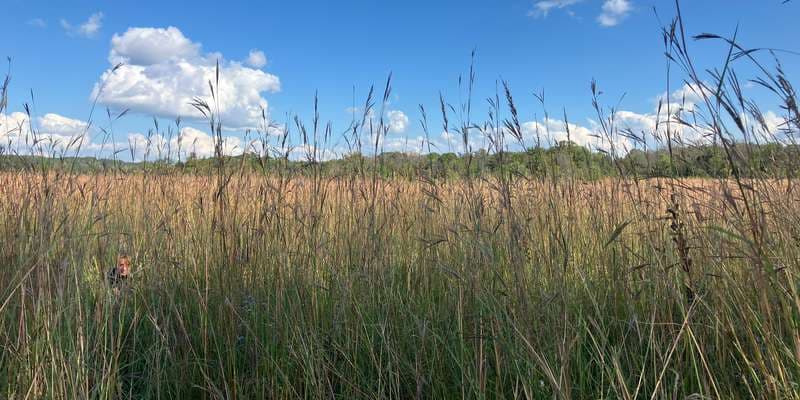 The featured photo for Murphy-Hanrehan - Murphy Lake Prairie