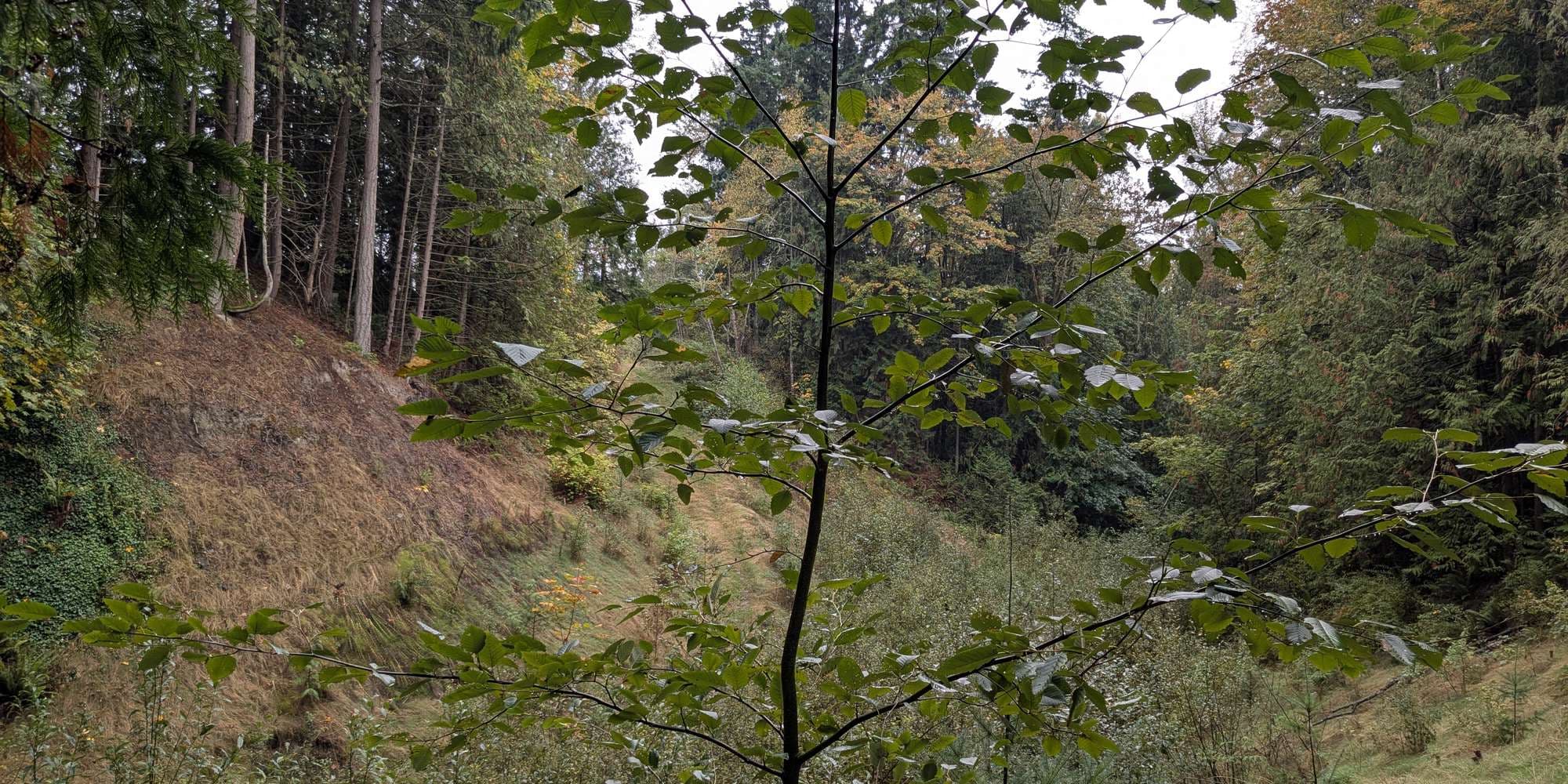 Second image to compare