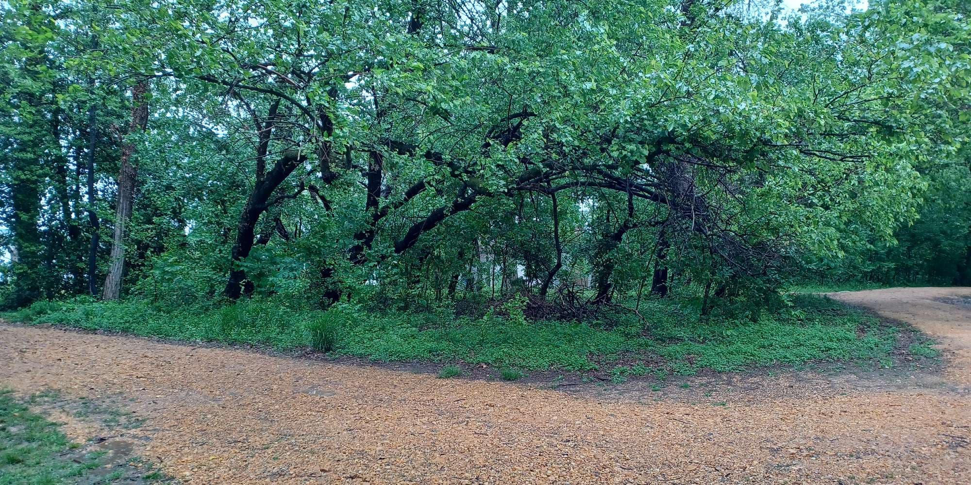 First image to compare