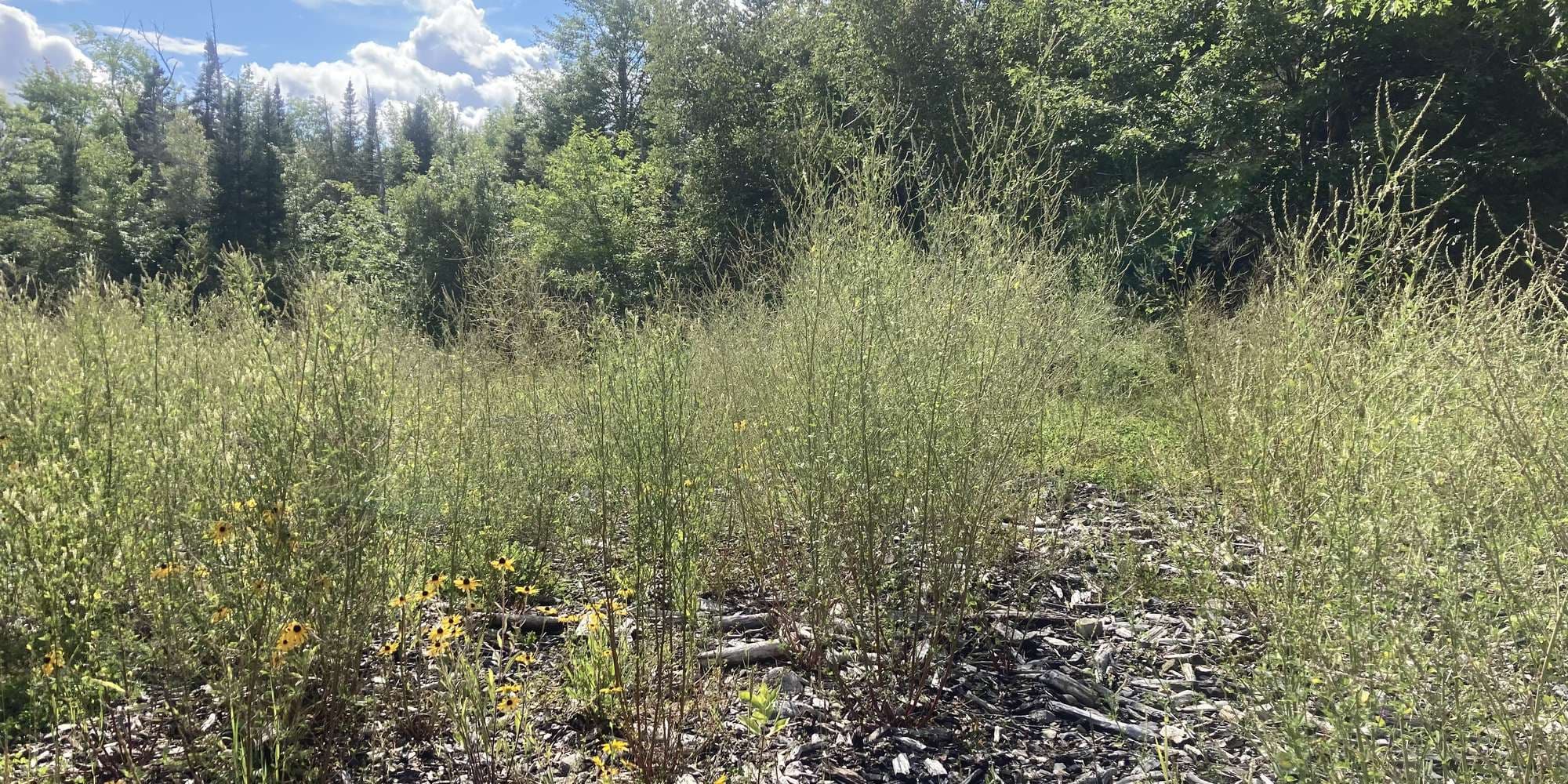 First image to compare