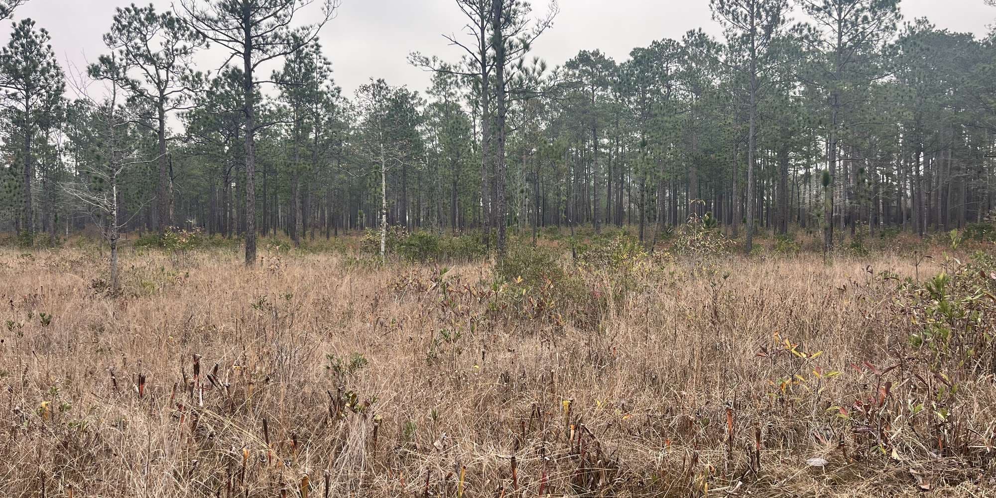 Second image to compare