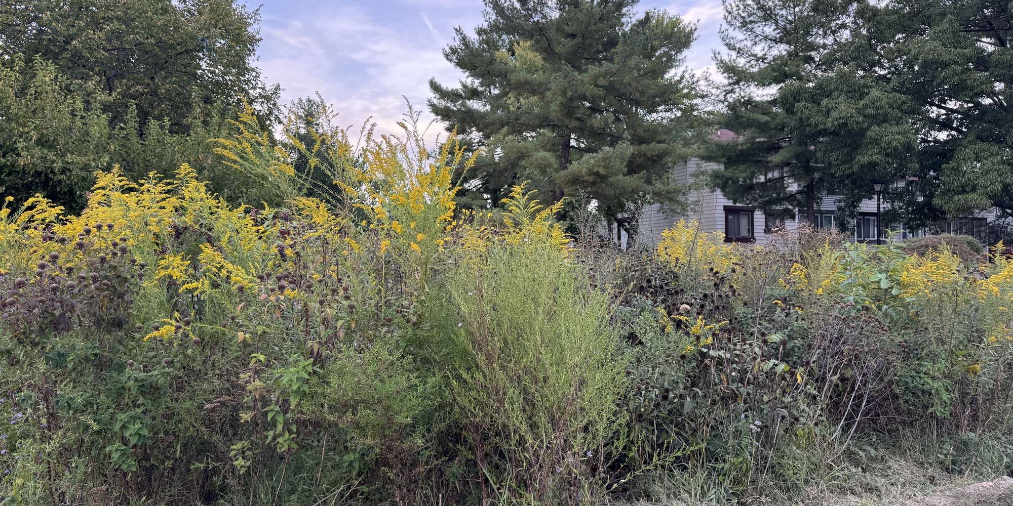 Second image to compare