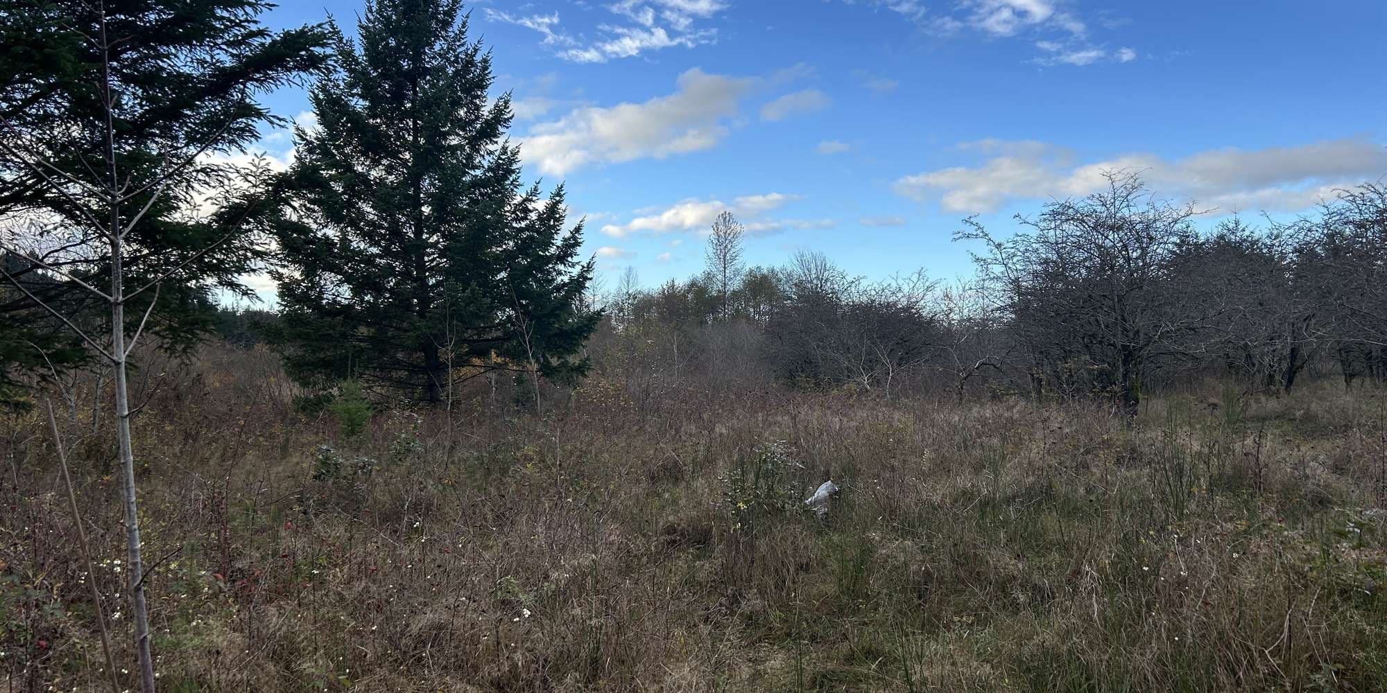 Second image to compare