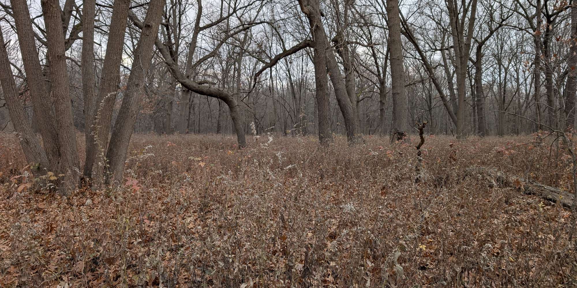 Second image to compare