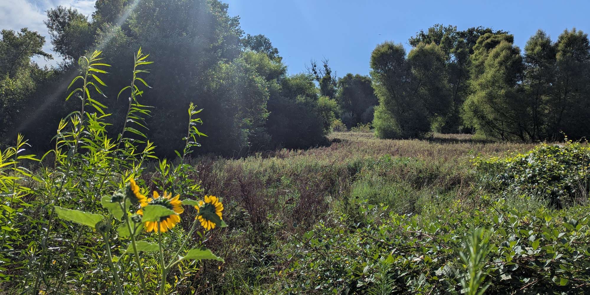 Second image to compare