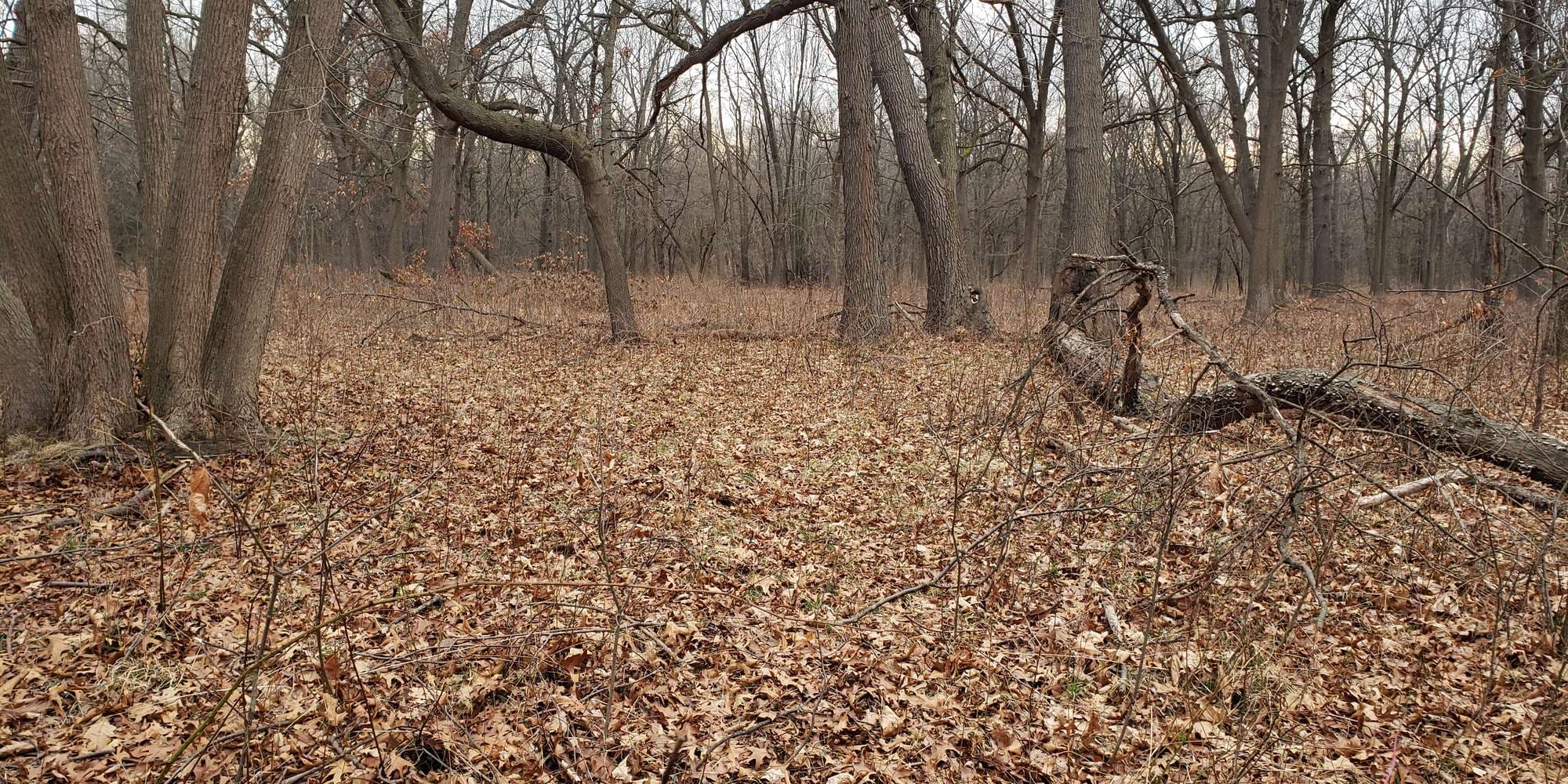 First image to compare