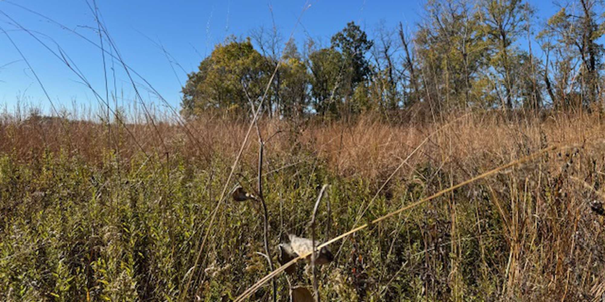 Second image to compare