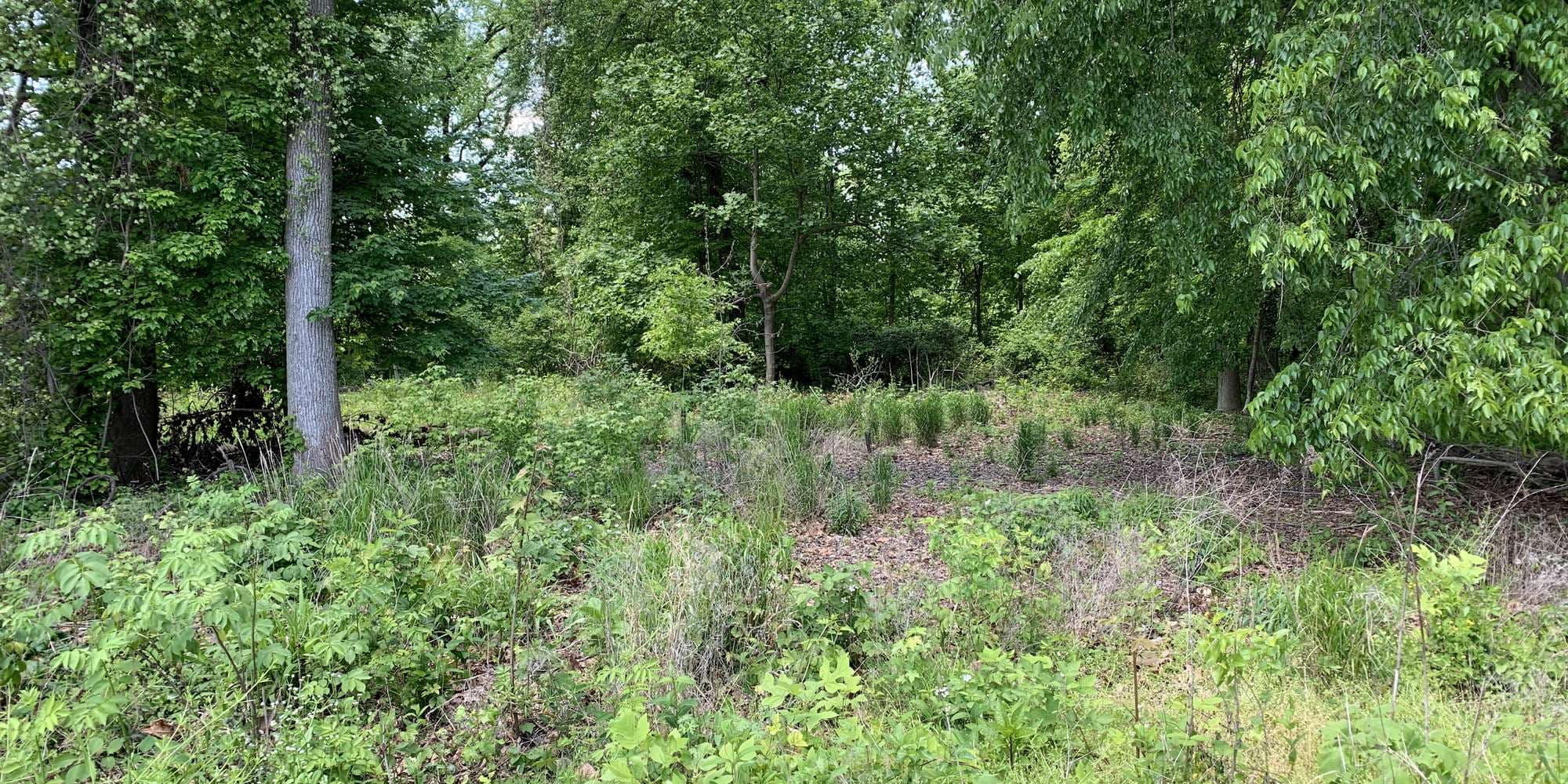 First image to compare