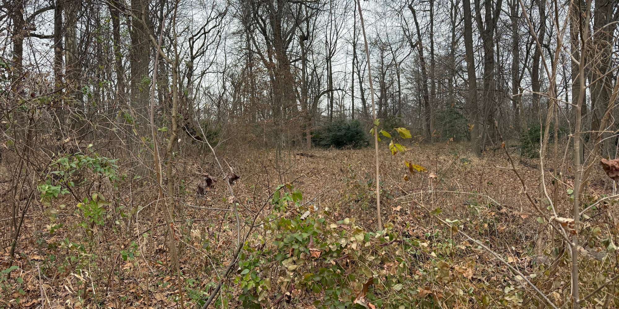 Second image to compare