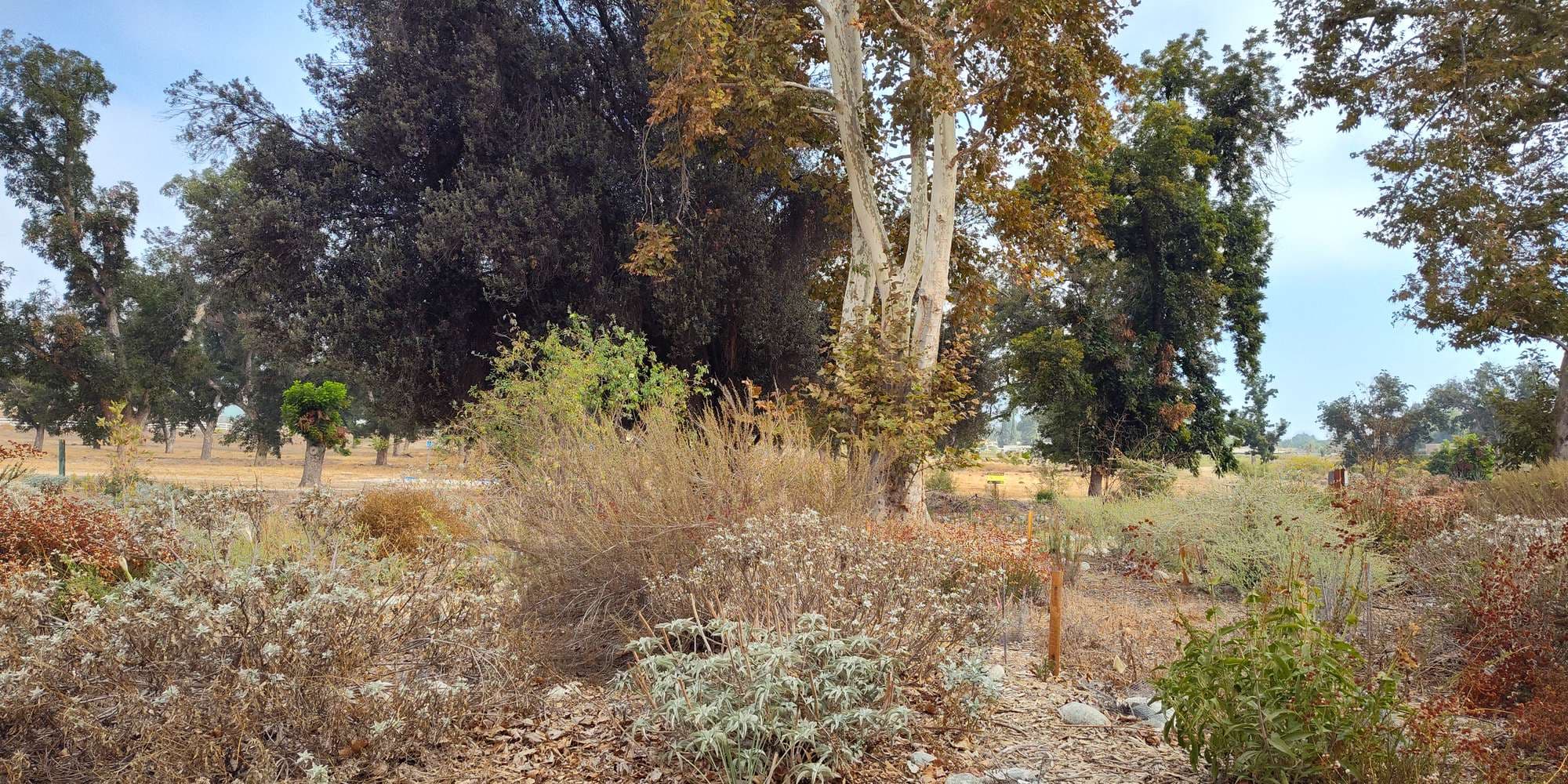 Second image to compare