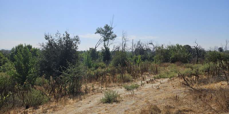 The featured photo for Riparian Plantings