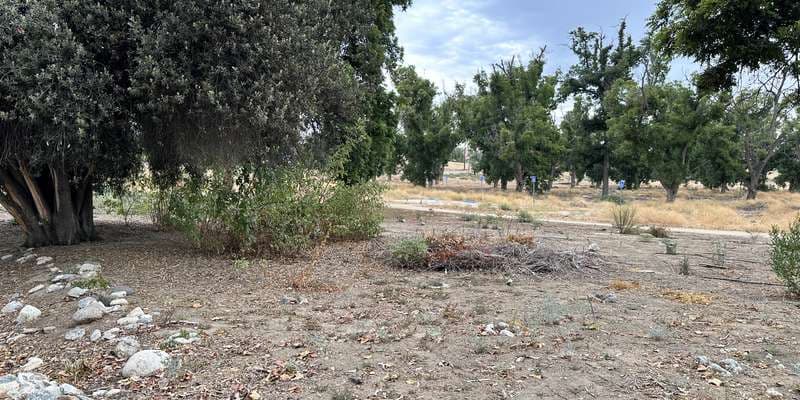 The featured photo for Bioswale