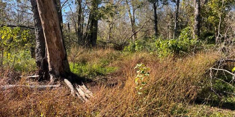 The featured photo for Upland Trail Restoration